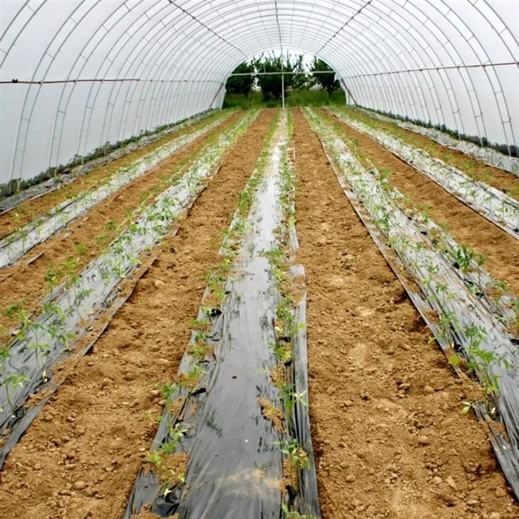 Biodegradable Mulching Film For Agriclutural Uses